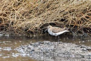 Becasseau variable