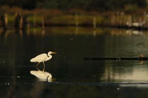 Grande aigrette