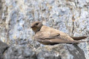 Hirondelle de rochers
