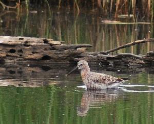 Becasseau cocorli