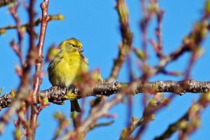 Serin cini