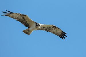 Balbuzard pêcheur