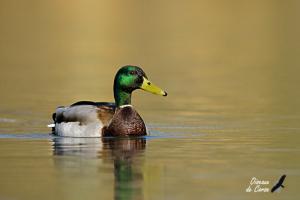 Canard colvert