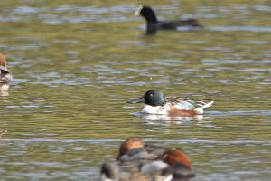 canard souchet2-3