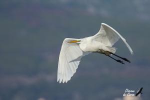 a-Grande aigrette