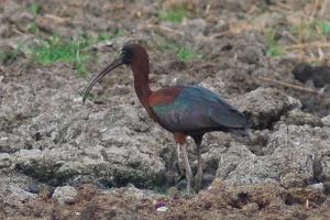 ibis falcinelle-3