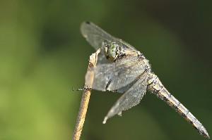 mini IMG 6533-2