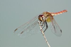 mini IMG 5828-2