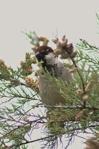 moineau male2-3