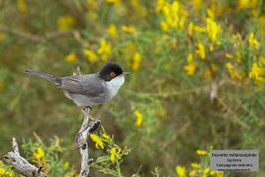 fauvette melanocephale