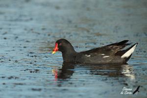 Gallinule poule-d'eau