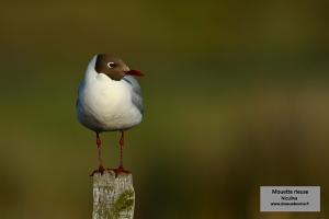 mouette rieuse