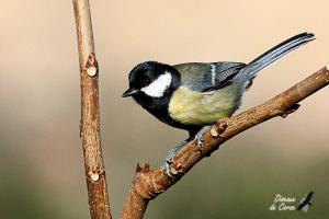 Mésange  charbonnière