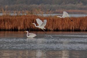gde aigrette2 11.09-3