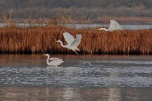 gde aigrette2 11.09-3