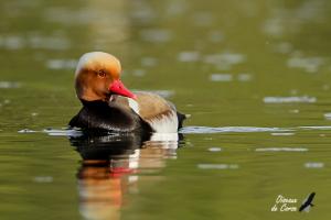 Nette rousse