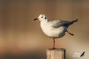 Mouette rieuse