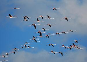 flamants1 19.10.10-3