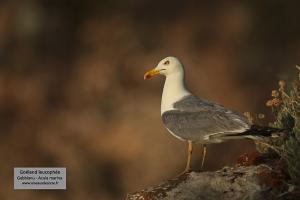 goeland leucophee