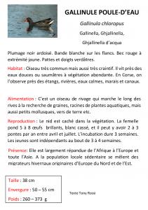 Gallinule-poule-d eau
