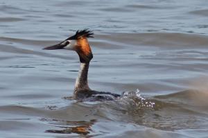 grebe huppe5-3