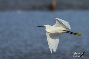 Aigrette garzette