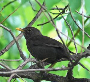 jeune turdus m-3