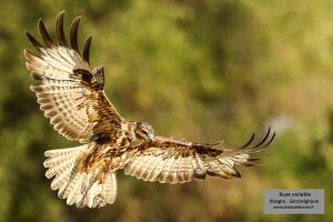 buse variable