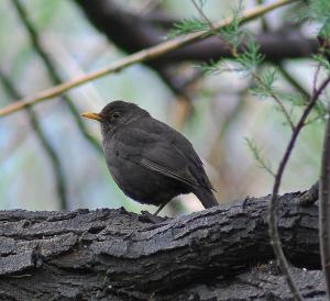 turdus merula juv2-3