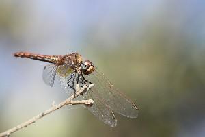 mini IMG 6485-2