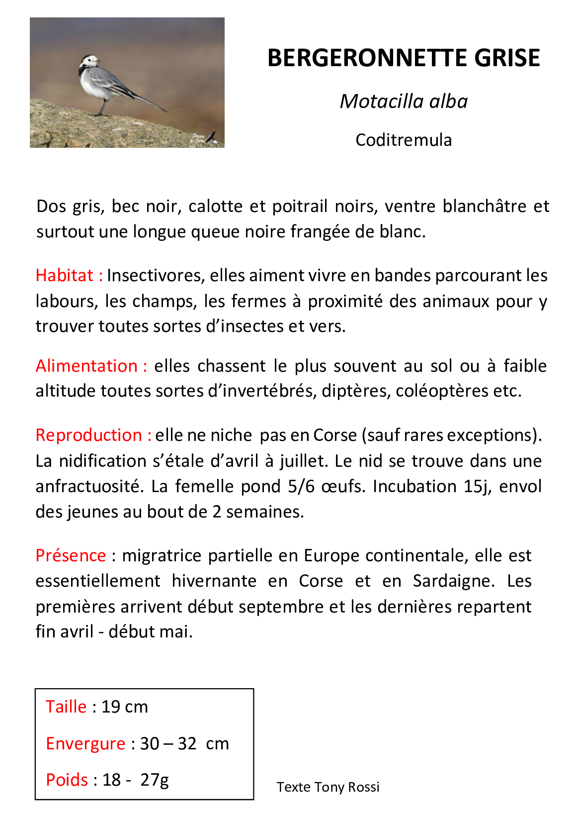 Bergeronnette-grise
