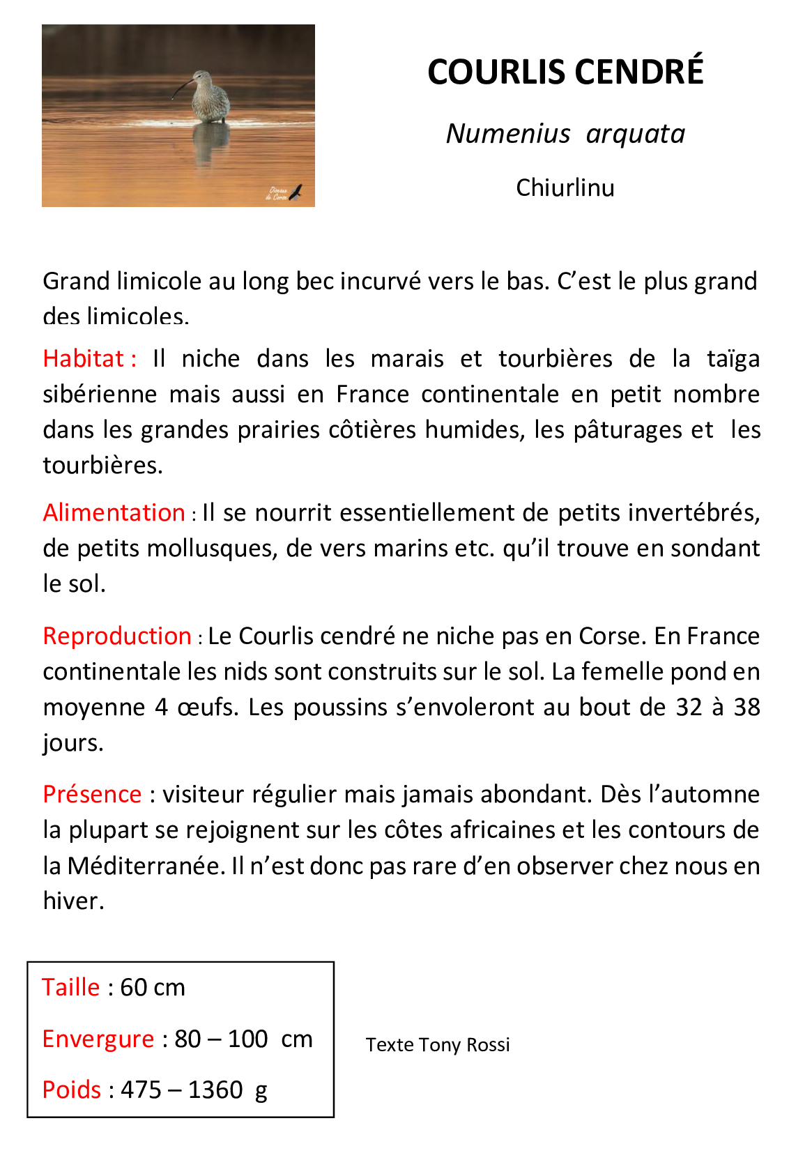 Courlis-cendré