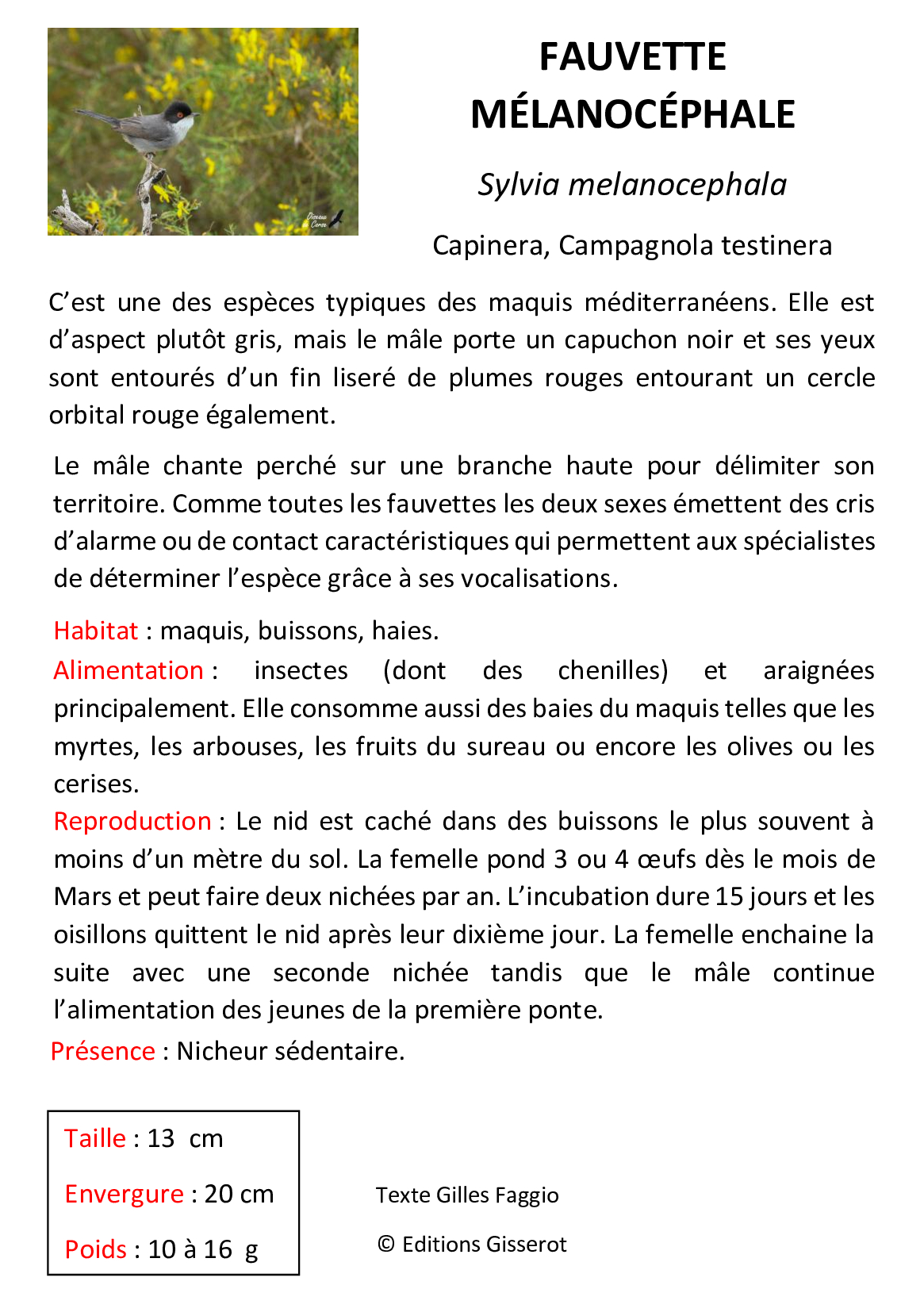 Fauvette-mélanocephale