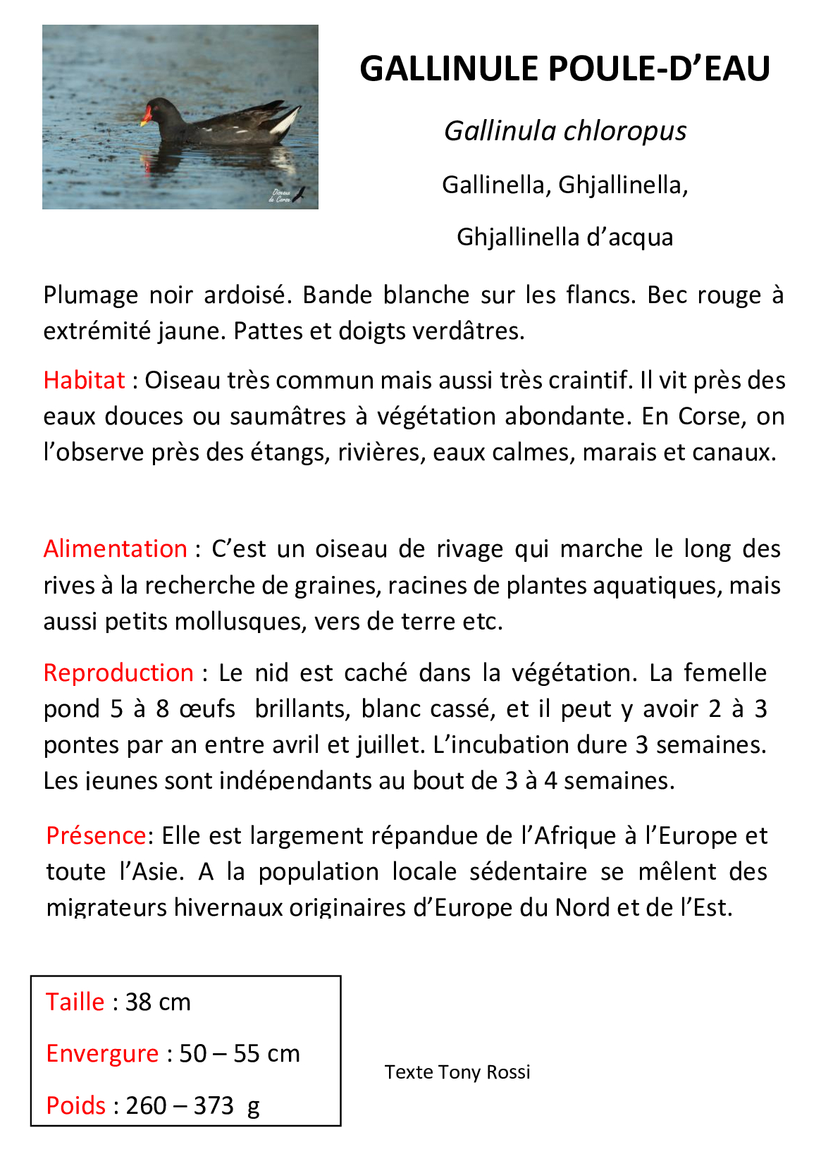 Gallinule-poule-d eau