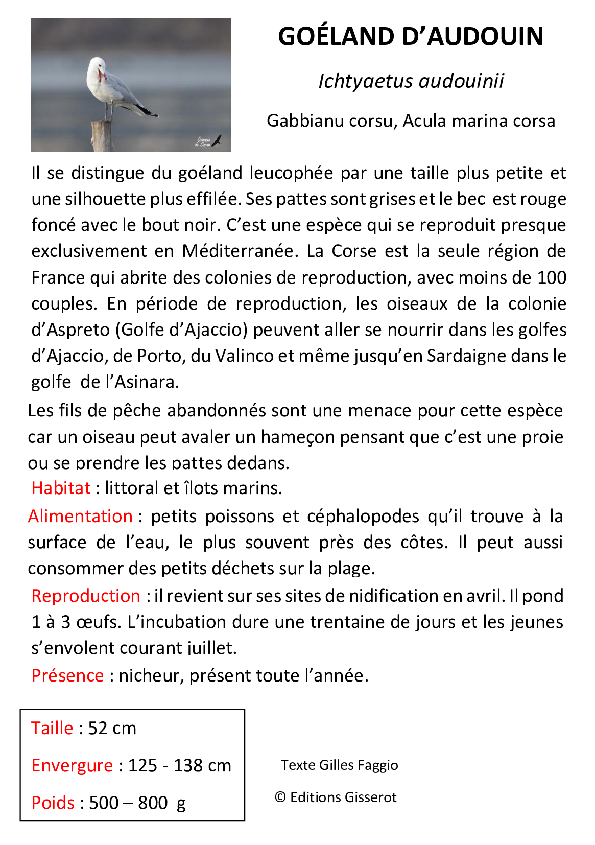Goéland-d Audouin