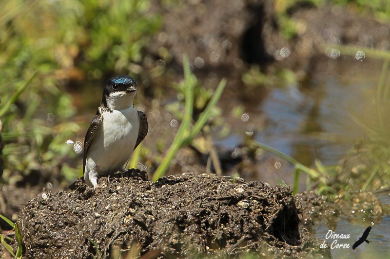 Hirondelle de fenêtre