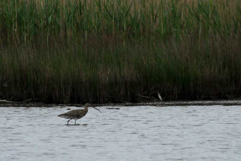IMG 8730-3