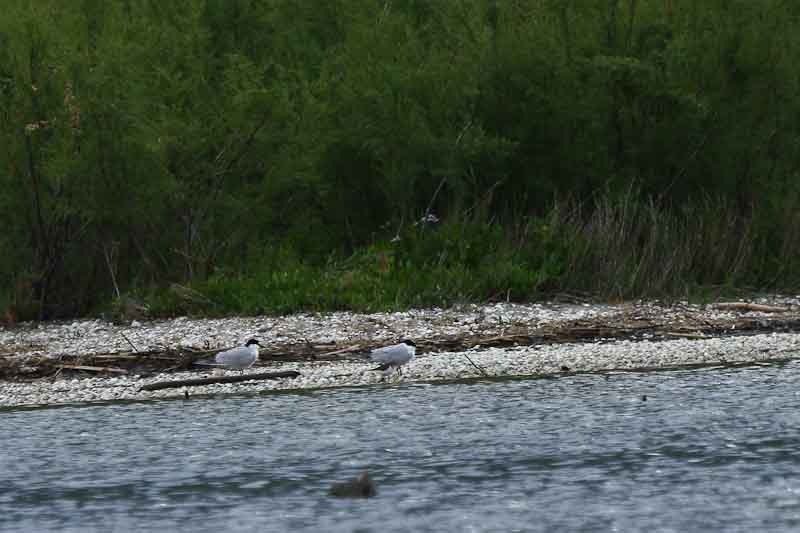 IMG 9050-3
