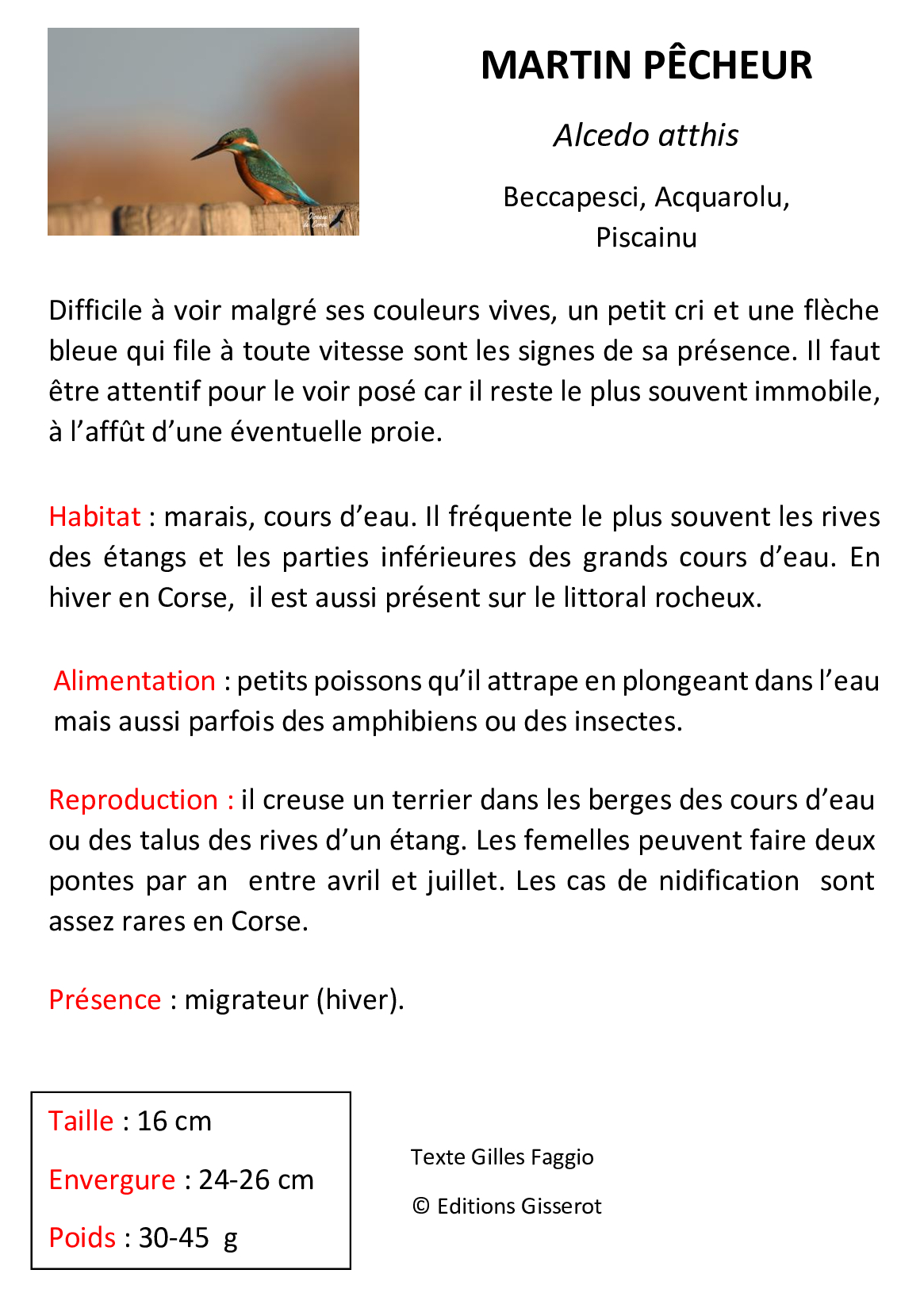 Martin-pecheur- 2