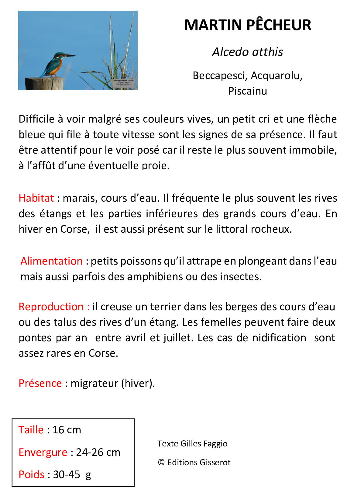 Martin-pecheur