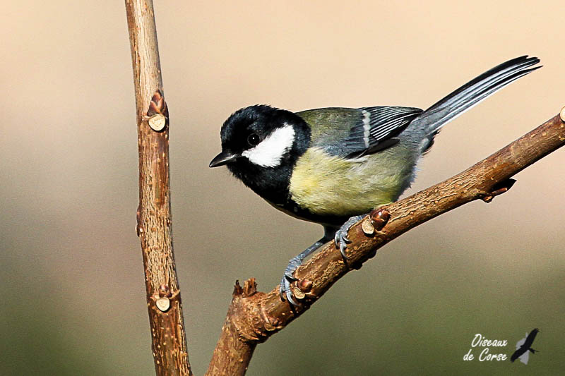 Mésange  charbonnière