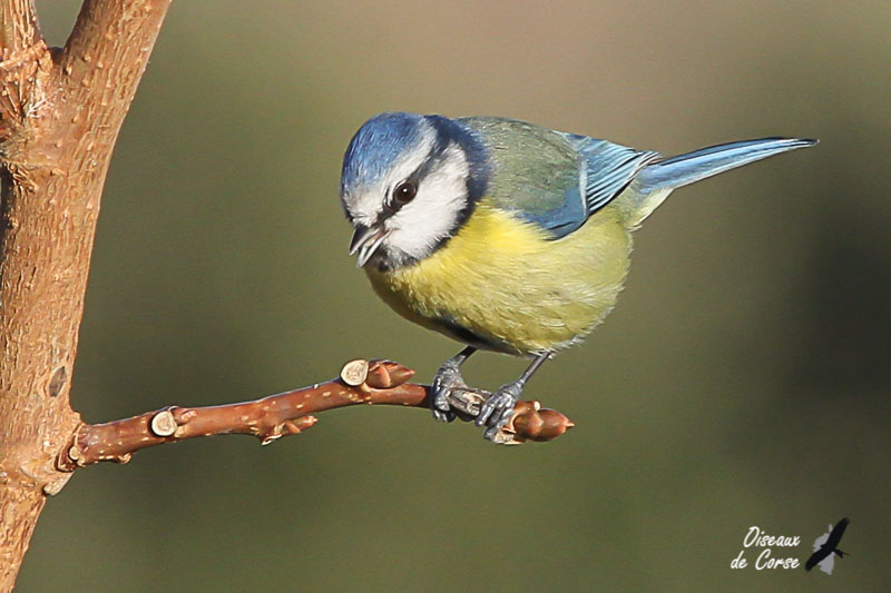 Mésange bleue