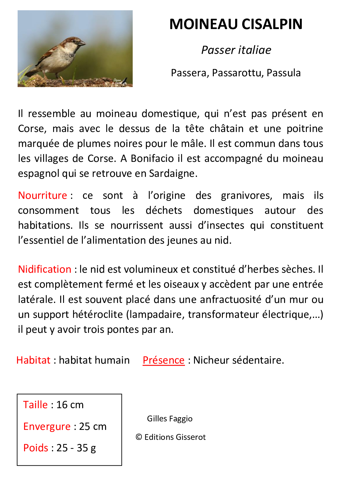Moineau-cisalpin