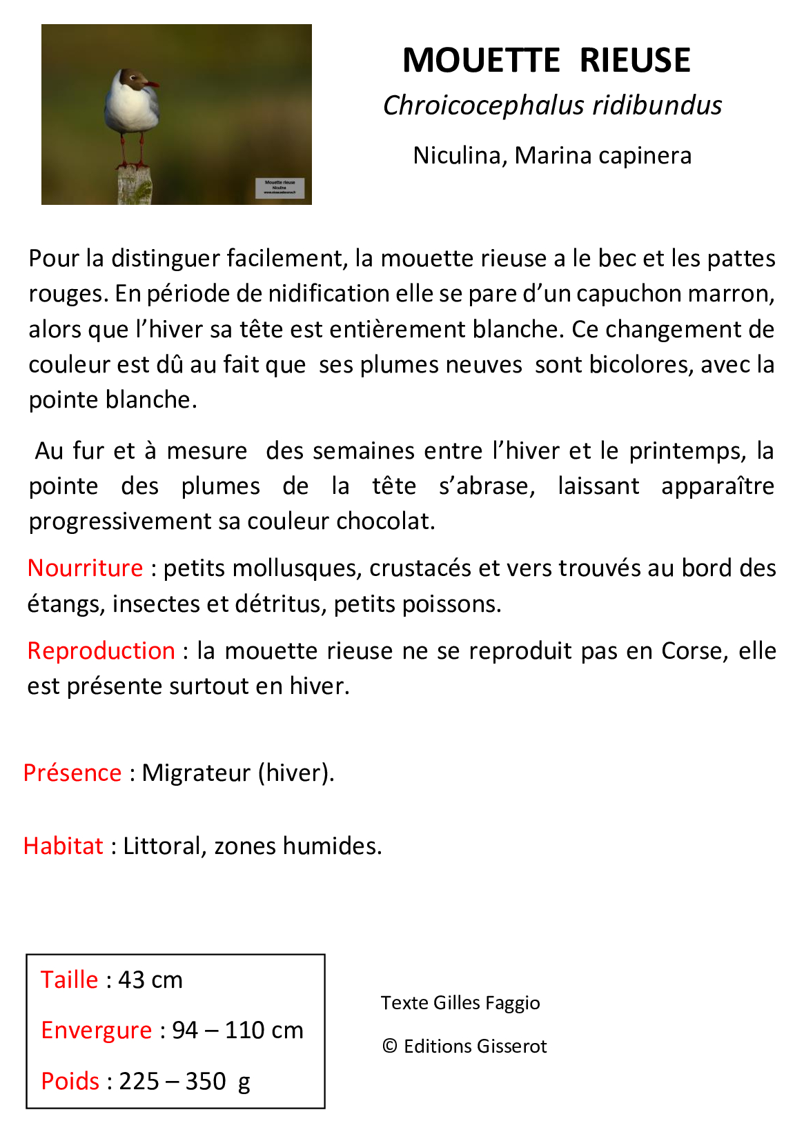 Mouette-rieuse- 2