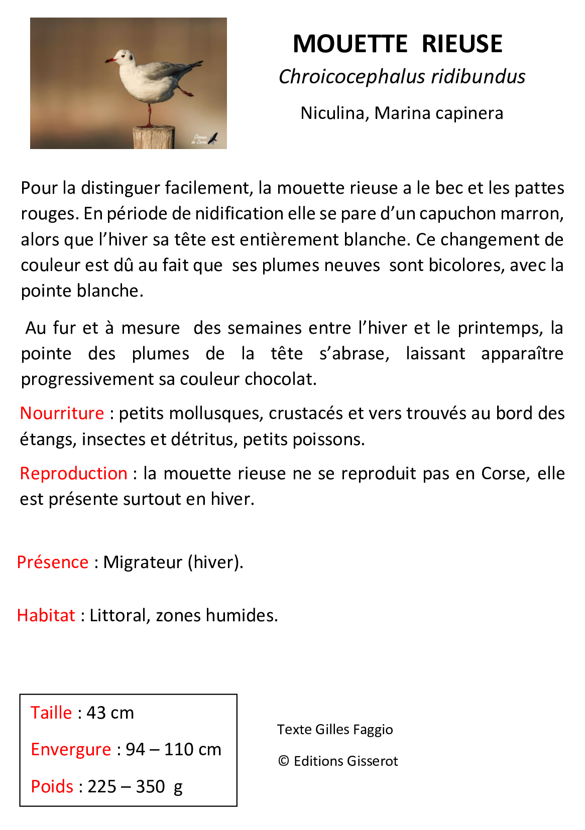 Mouette-rieuse