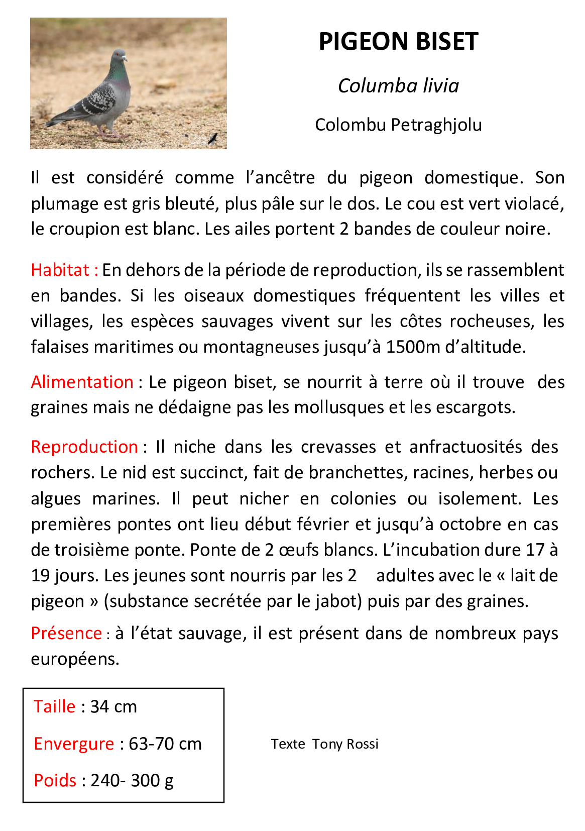Pigeon-biset
