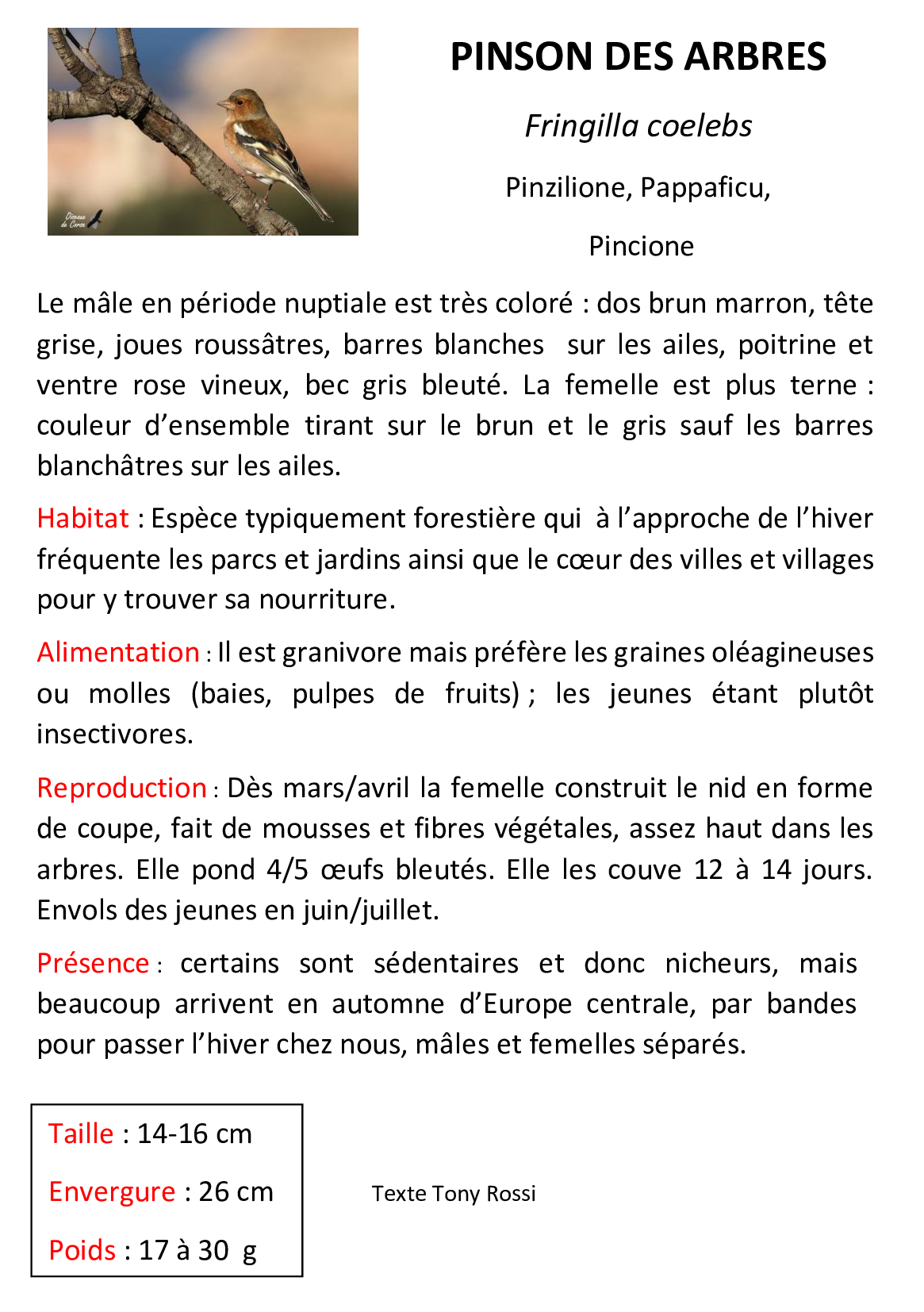 Pinson-des-arbres