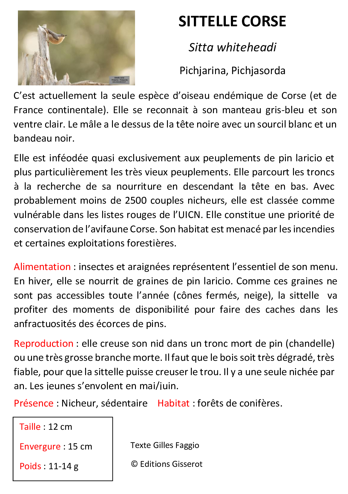 Sittelle-Corse