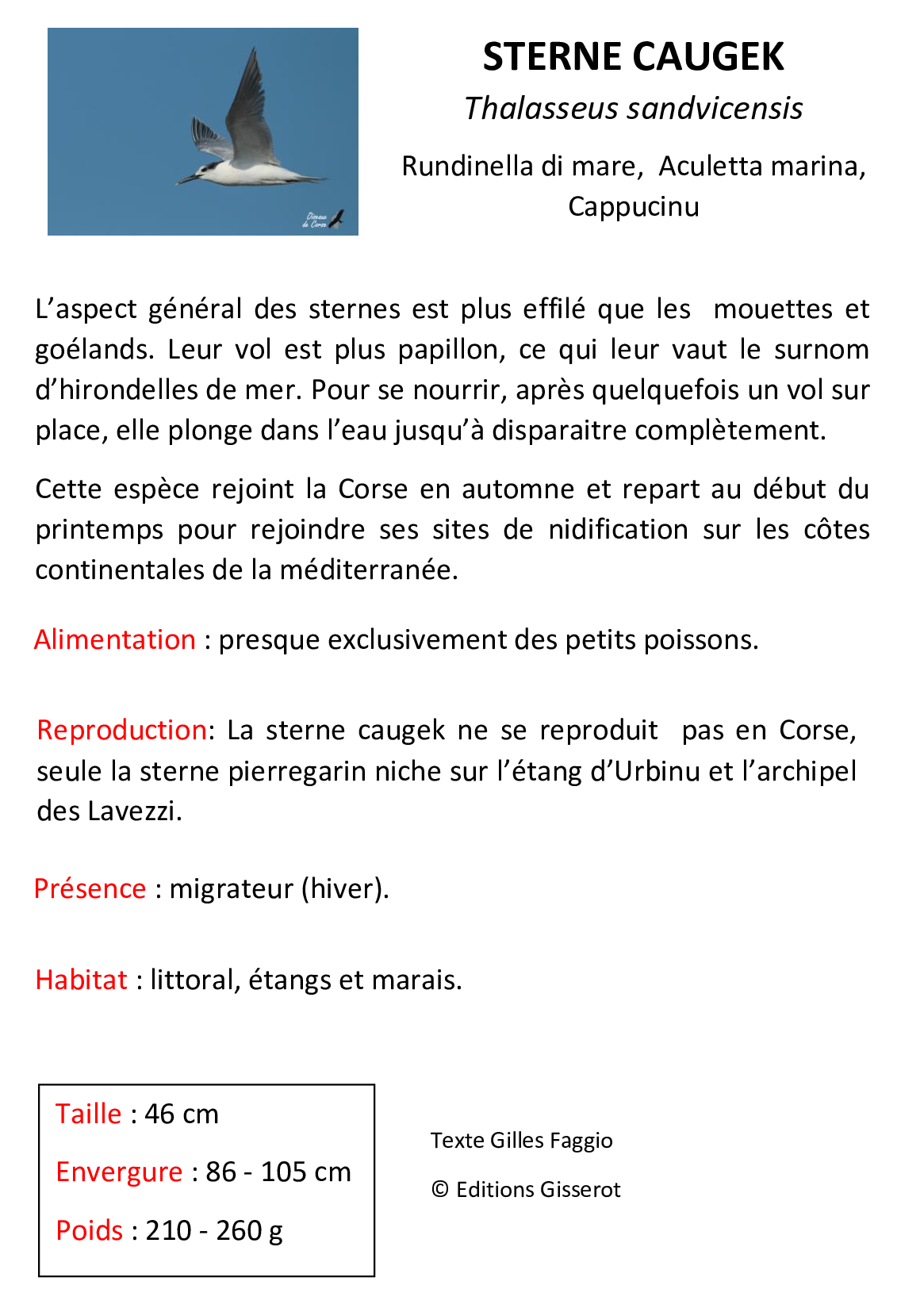 Sterne-caugek
