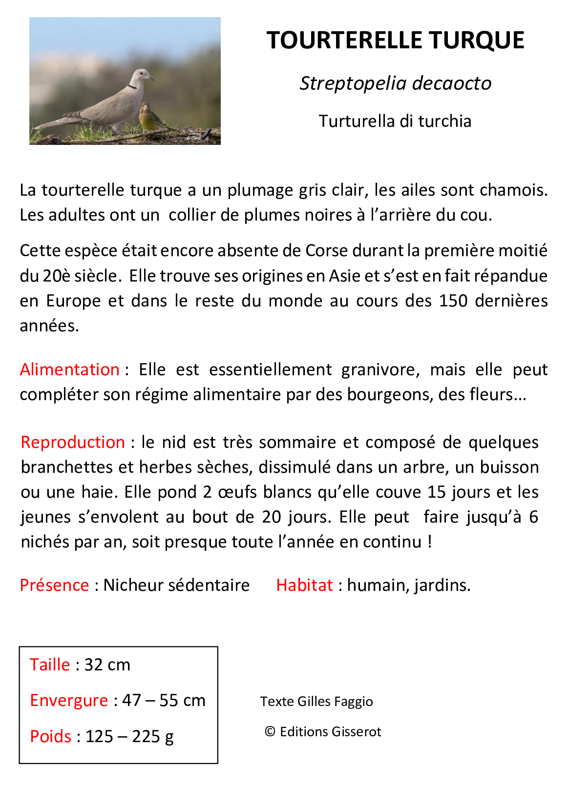 Tourterelle-turque